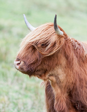Heilan Coo-2